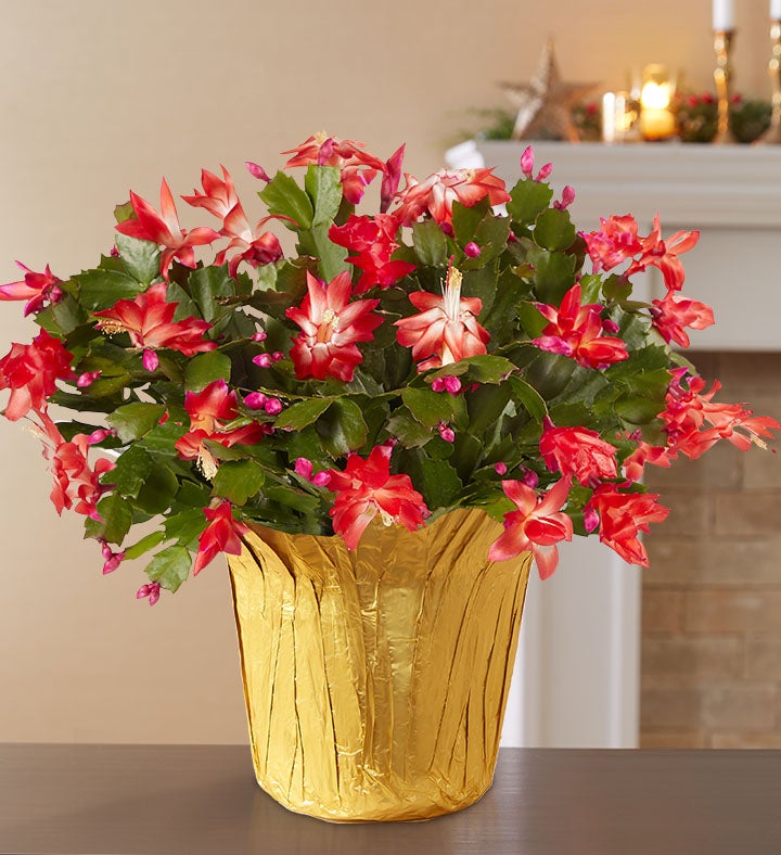 Christmas Cactus