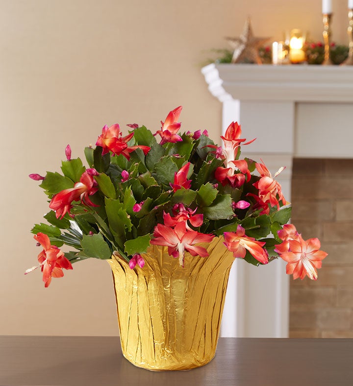 Christmas Cactus