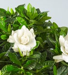 Gardenia Floor Plant