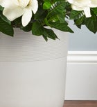 Gardenia Floor Plant