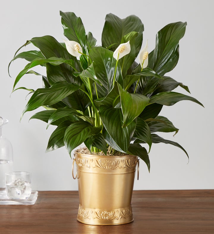 Peace Plant in Gold Planter