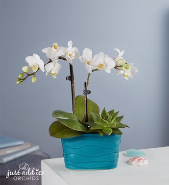 Beachside Bliss Orchid  Succulent Garden