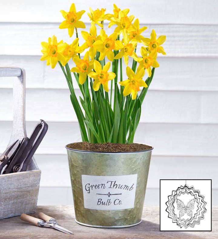 Delightful Daffodil Bulbs + Free Suncatcher