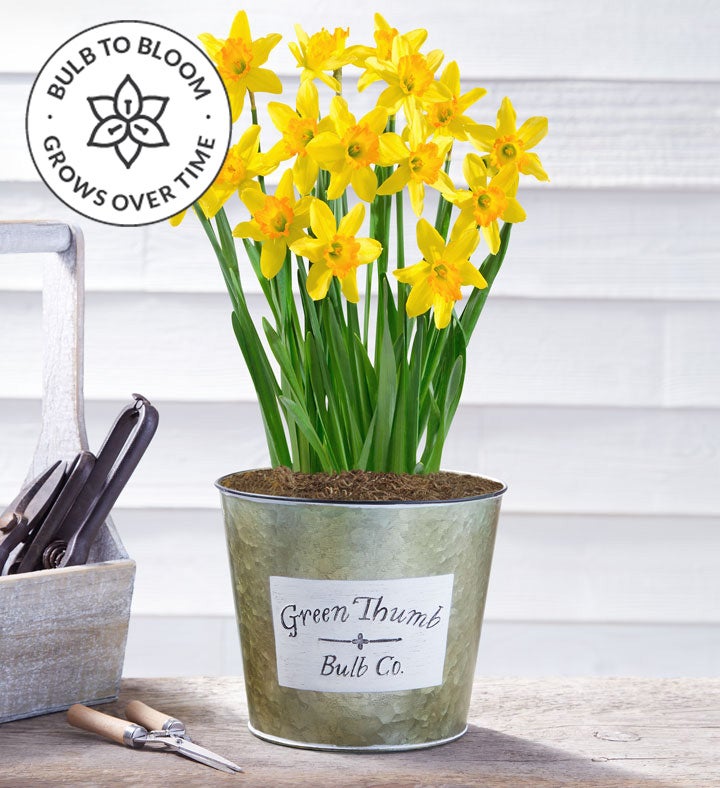 Green Thumb Daffodils Bulb Garden