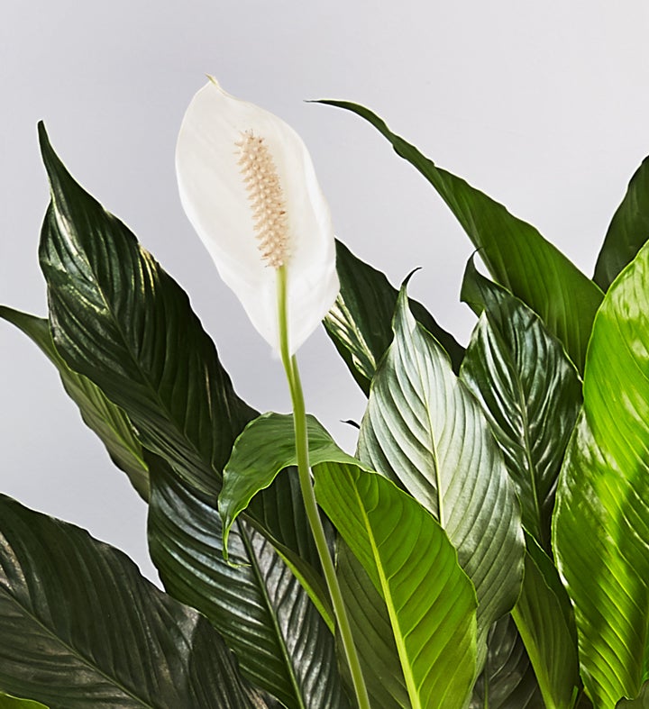 Calming Peace Lily Plant