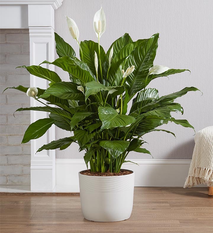 Peace Lily Floor Plant for Sympathy