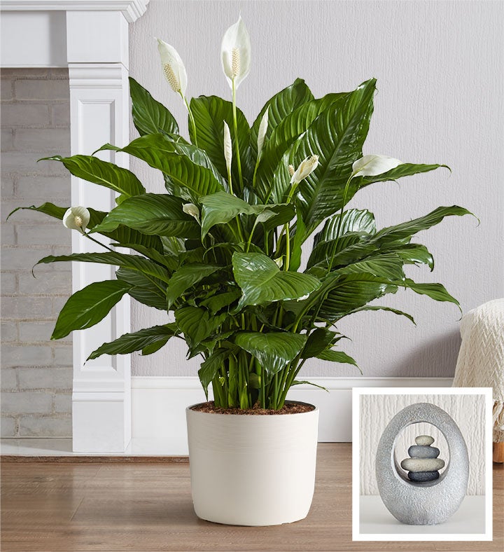 Calming Peace Lily Plant