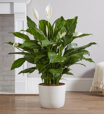 Peace Lily Floor Plant