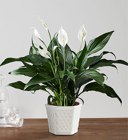 Buy Plants Online | Send Gifts & Potted Trees | 1800Flowers