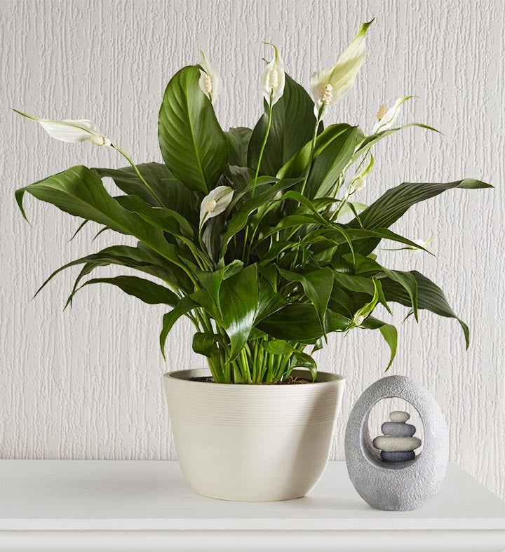 Calming Peace Lily Plant