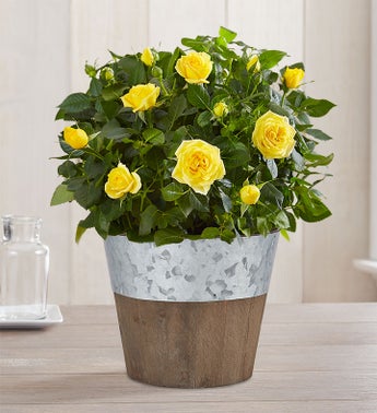 Charming Yellow Rose