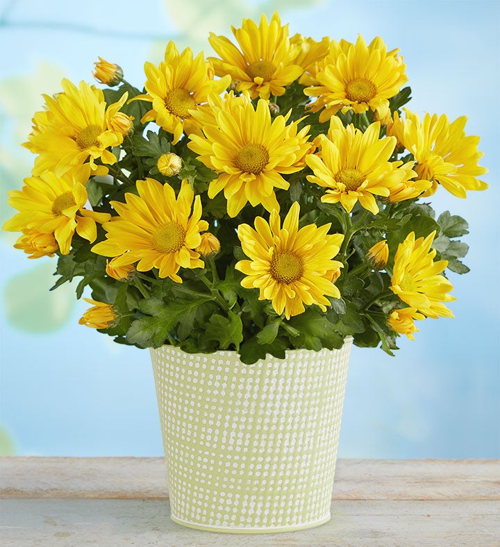Cheerful Blooms Yellow Daisy Mum