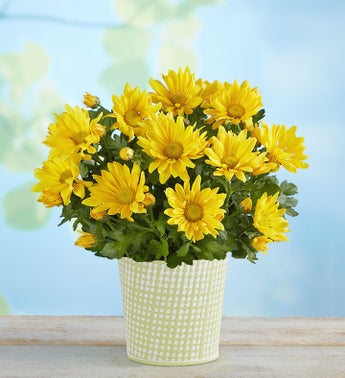 Cheerful Blooms Yellow Daisy Mum