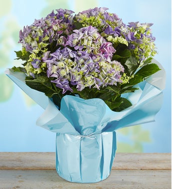 Blue Garden Hydrangea