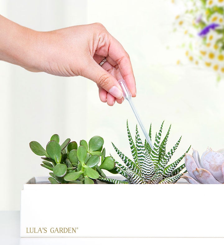 In Loving Memory Succulents by Lula's Garden