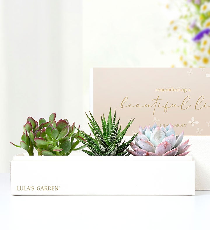 In Loving Memory Succulents by Lula's Garden