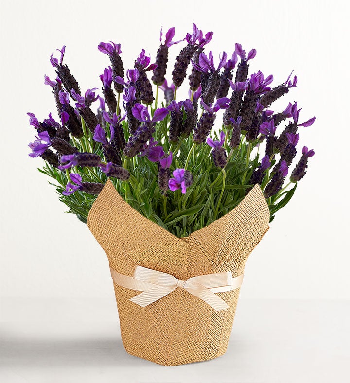 158064lwx.jpg?height=456&width