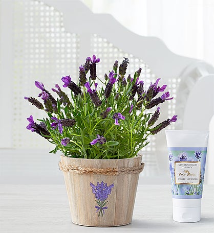 Lovely Lavender Plant