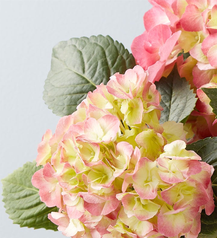 Twinkle Twinkle Baby Hydrangea - Girl