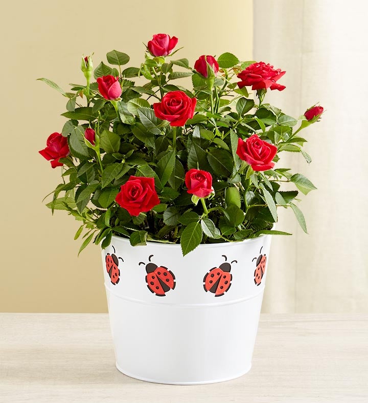 Lucky Ladybug Red Rose