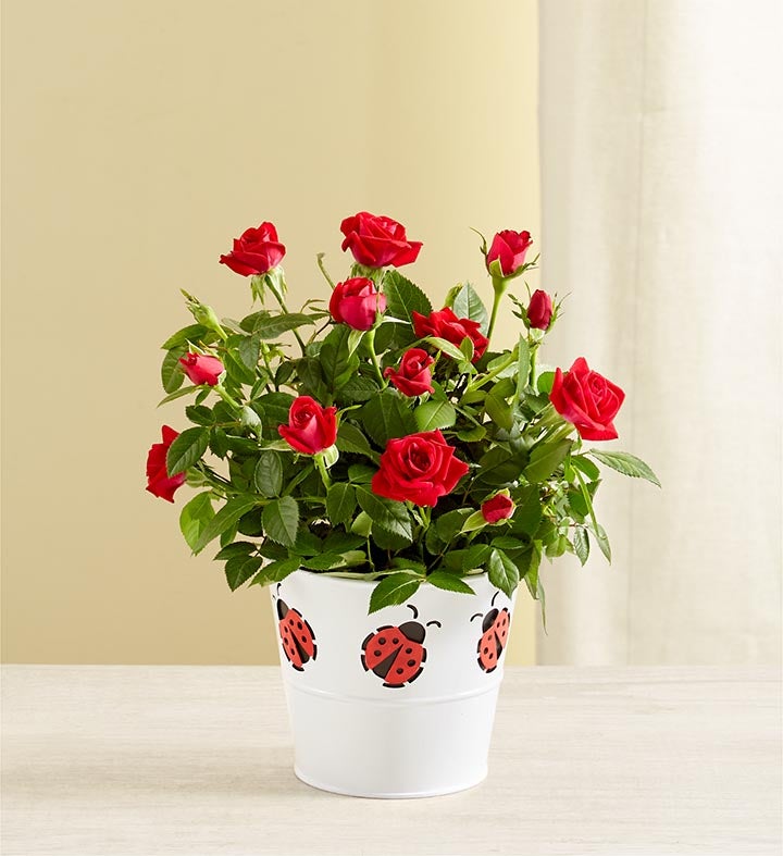 Lucky Ladybug Red Rose