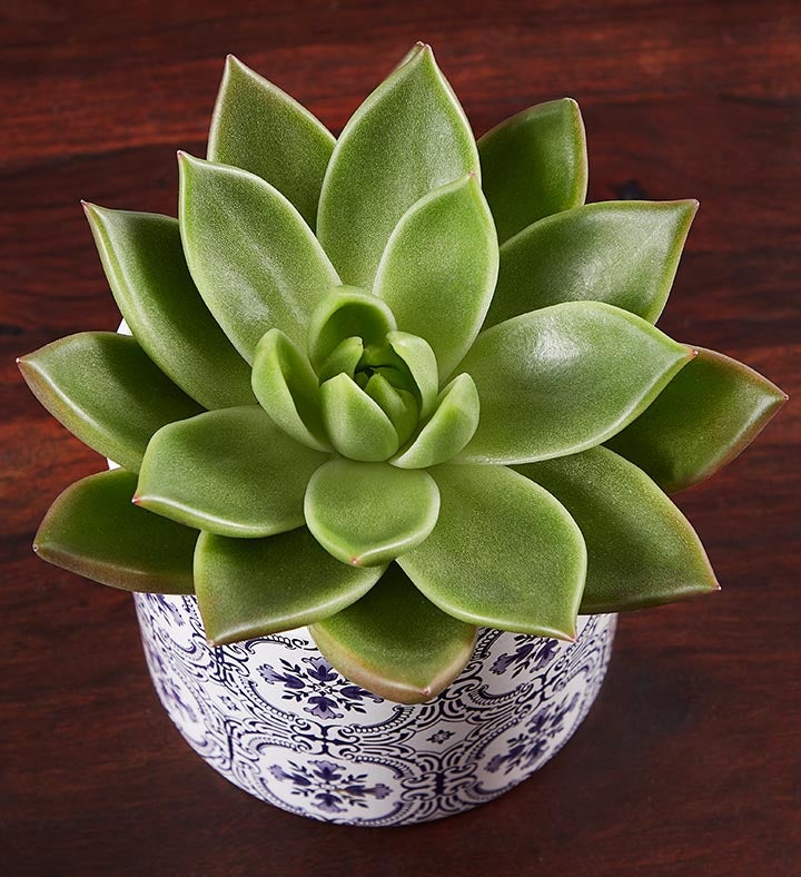 Echevaria Succulent | 1800Flowers.com