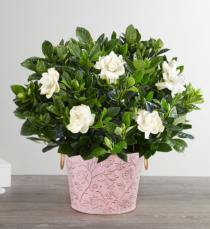 Graceful Gardenia