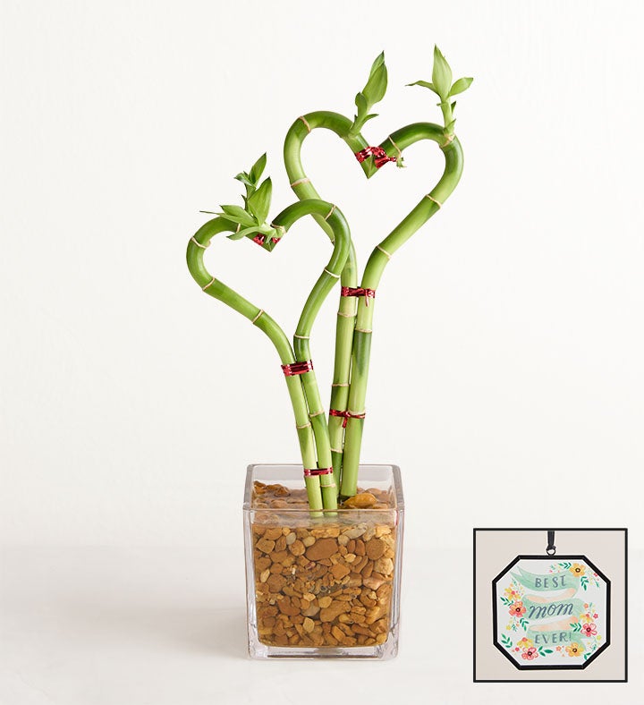 Sweetheart Bamboo for Mother’s Day