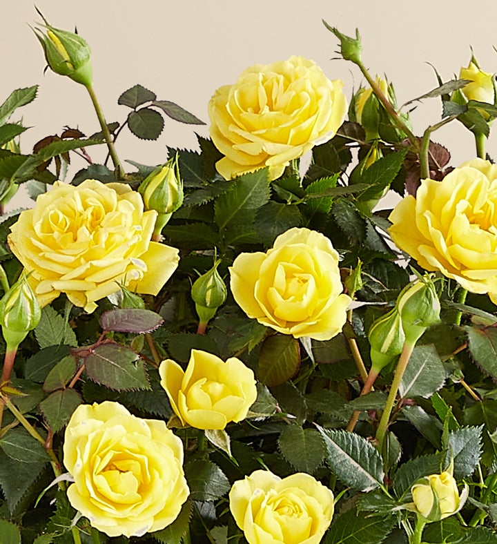 Yellow Rose in Natural Wrap | 1800Flowers.com