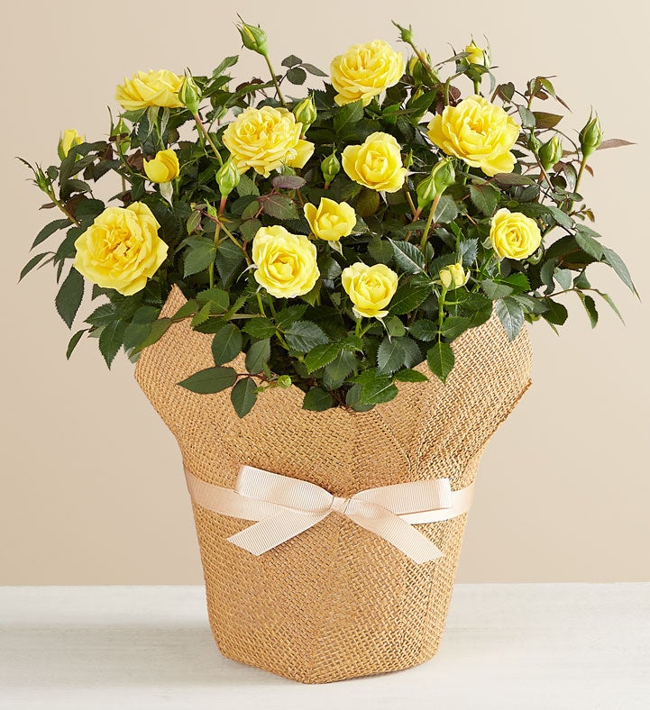 Yellow Rose in Natural Wrap