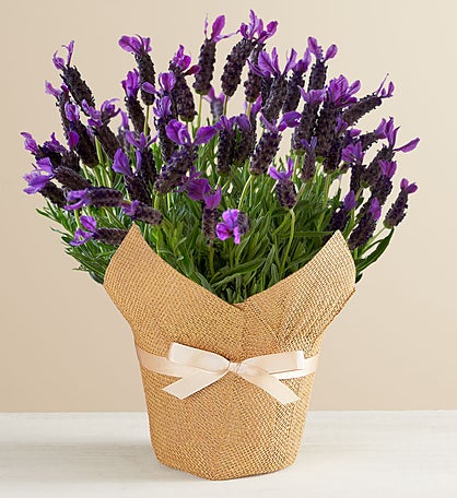 Lovely Lavender Plant