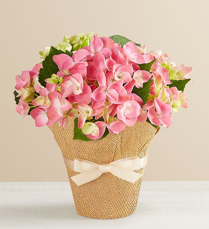 Pink Hydrangea in Natural Wrap