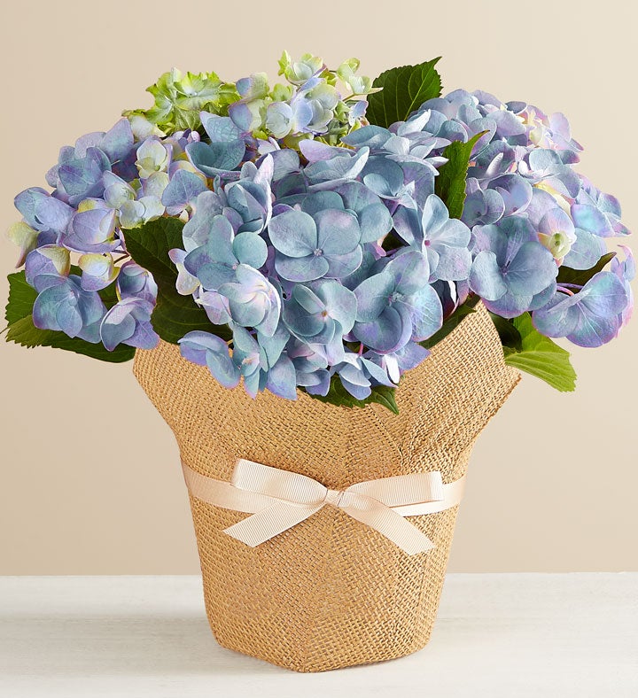 Hydrangea4936　0705 Blue Hydrangea in Natural Wrap | 1800flowers.com