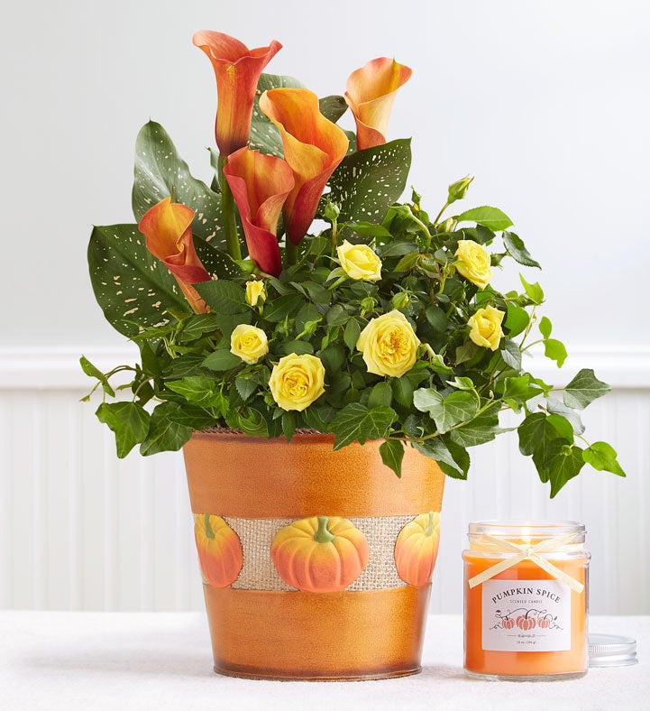 Potted Flower Delivery Flowering Plants Delivered 1800flowers