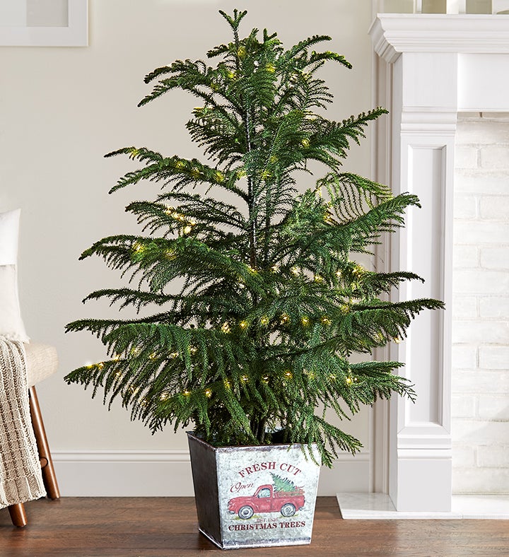 Large Farmstand Fresh Norfolk Pine