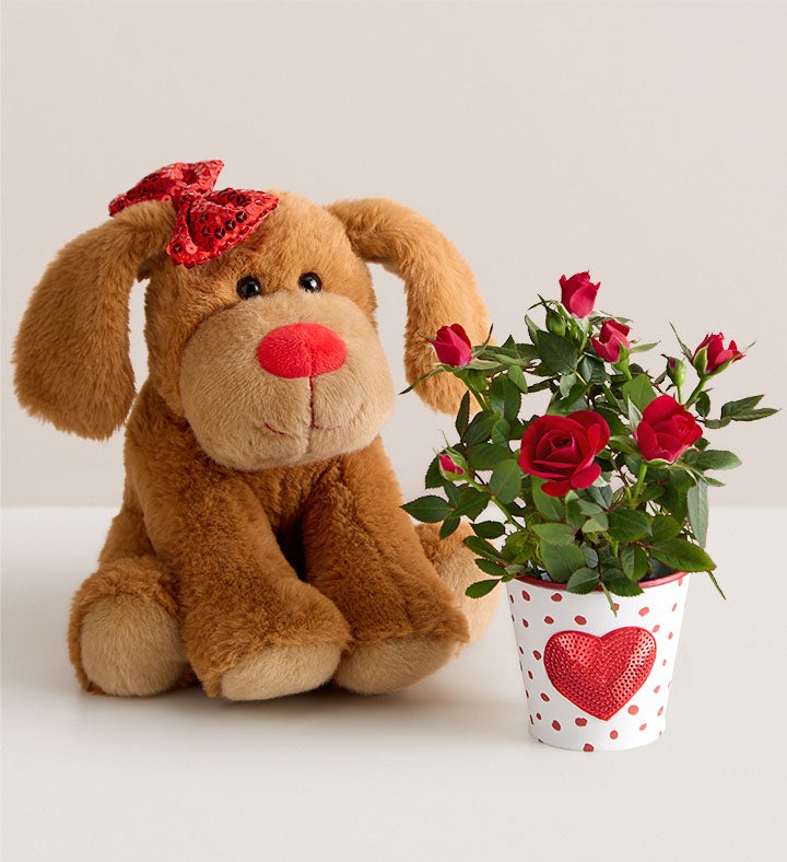 Lovable Pup Rose Plant