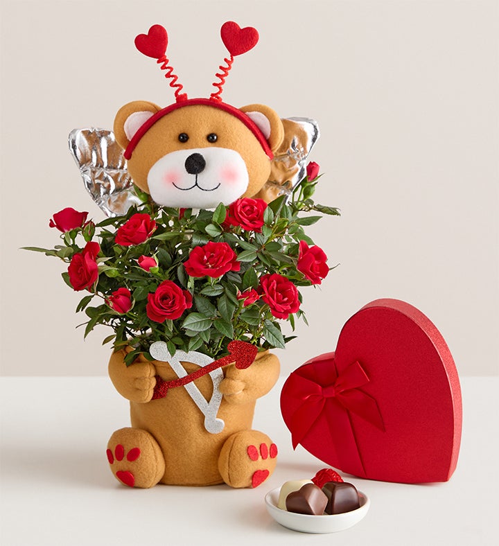 Beary Cupid Rose Plant™