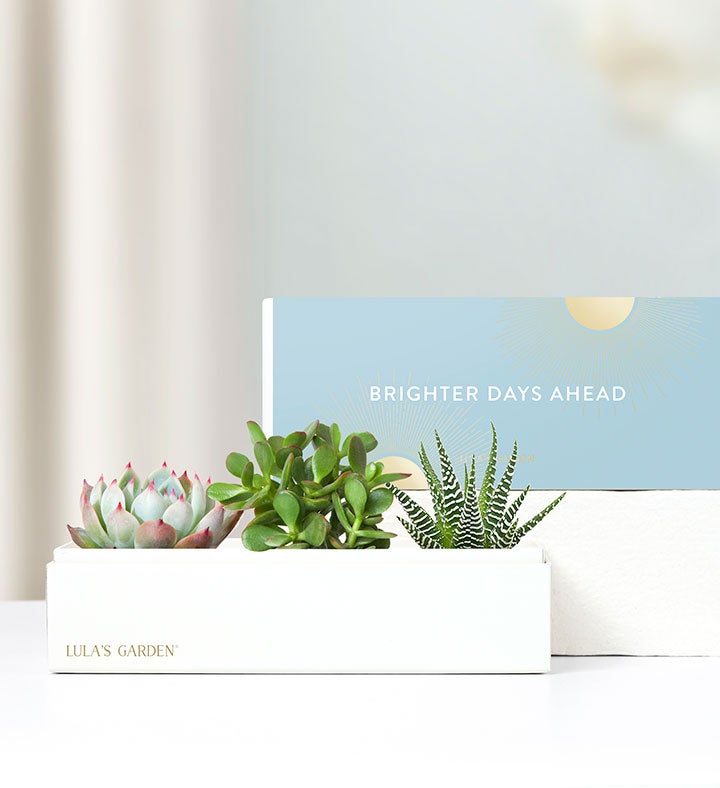 Brighter Days Ahead Succulents by Lula’s Garden