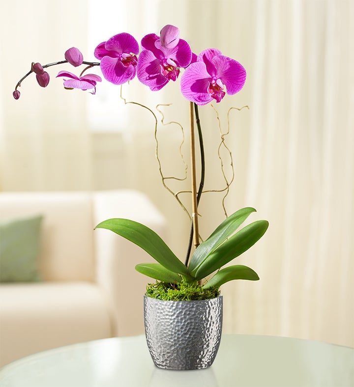 Graceful Blooming Orchid