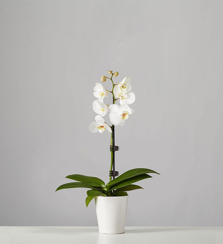 Phalaenopsis Orchid: White