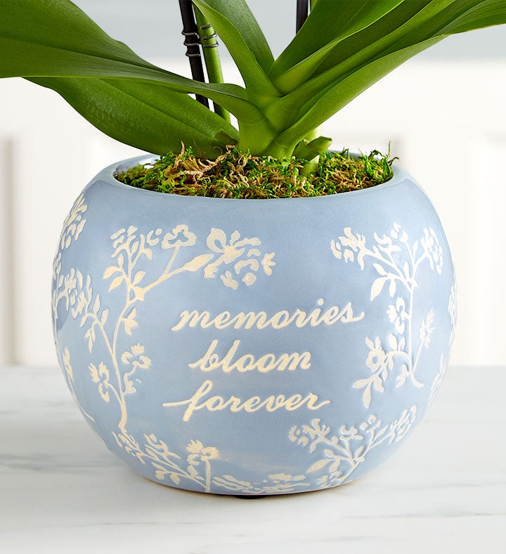 Blooming Memories Orchid-LG Phal 2Stem | 1800flowers.com