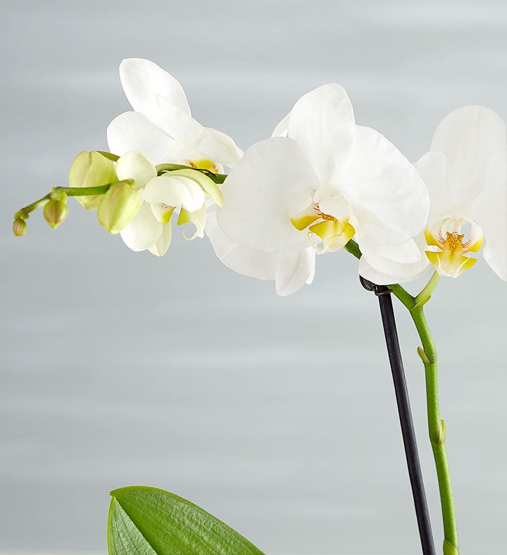 Blooming Memories Orchid-LG Phal 2Stem | 1800flowers.com