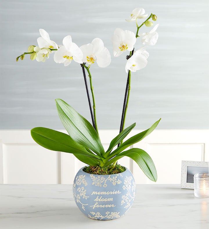 Blooming Memories Orchid