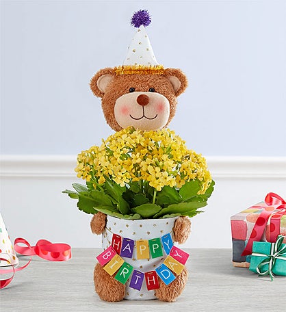 Birthday Bear Celebrations Plant™