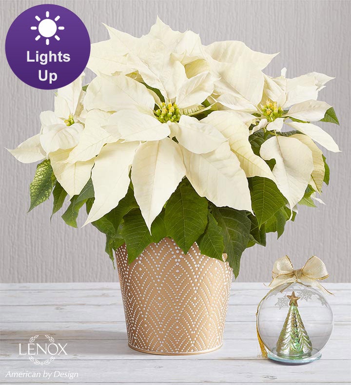 Silent Night White Poinsettia