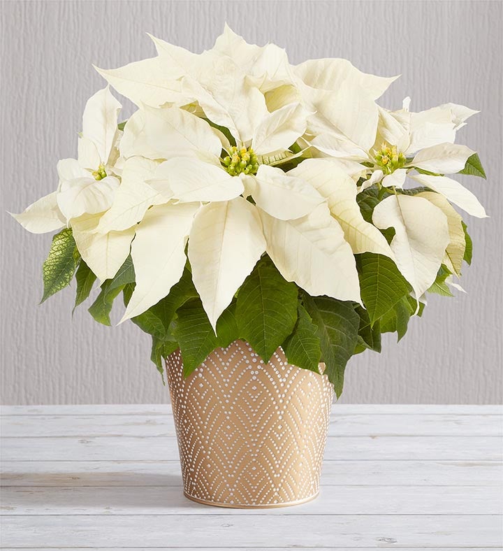 Silent Night White Poinsettia For Sympathy