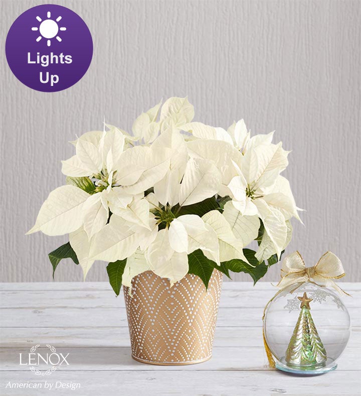 Silent Night White Poinsettia