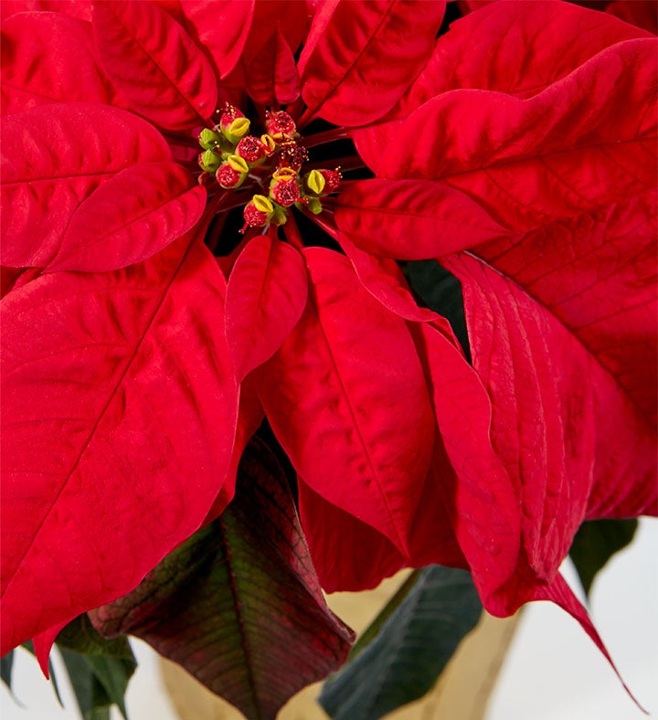 Red Holiday Poinsettia Floor Plant