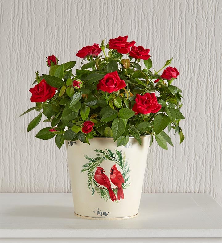 Christmas Red Rose Plant with Cardinal Planter