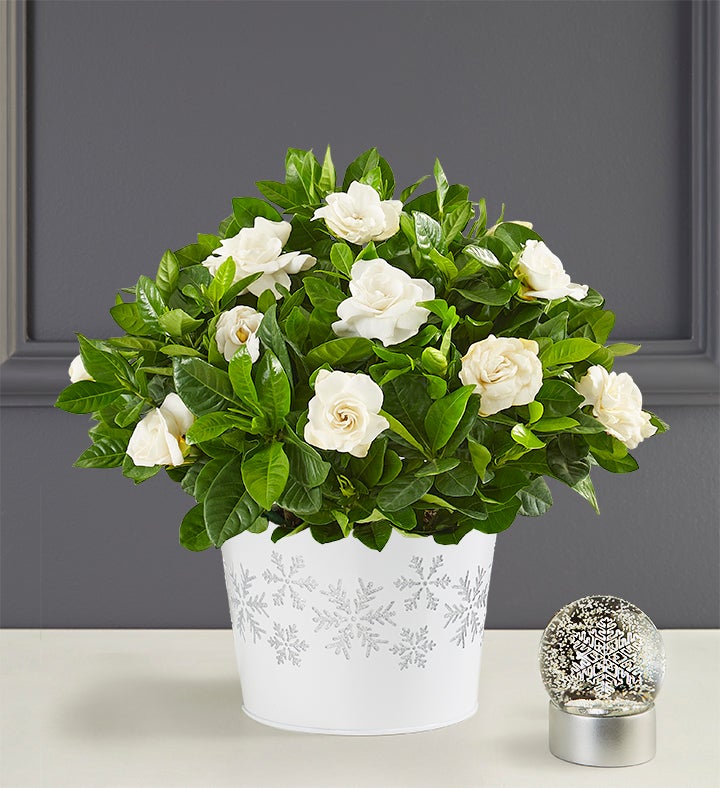 Winter White Gardenia Plant